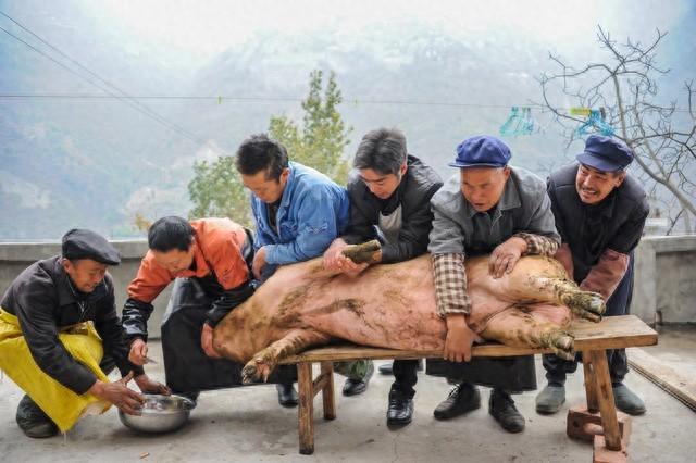 外国小伙帮忙按猪，眼睛瞪得像张飞，让人捧腹大笑